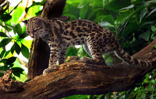 margay