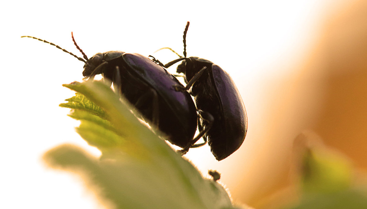 mating beetles by kb fotografie-d63yf9s