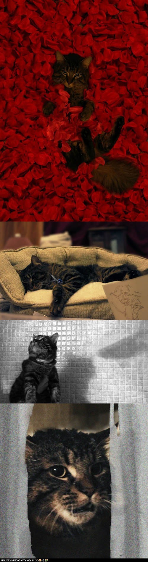 Bilder-Thread funny-pictures-cat-reenacts-iconic-film-