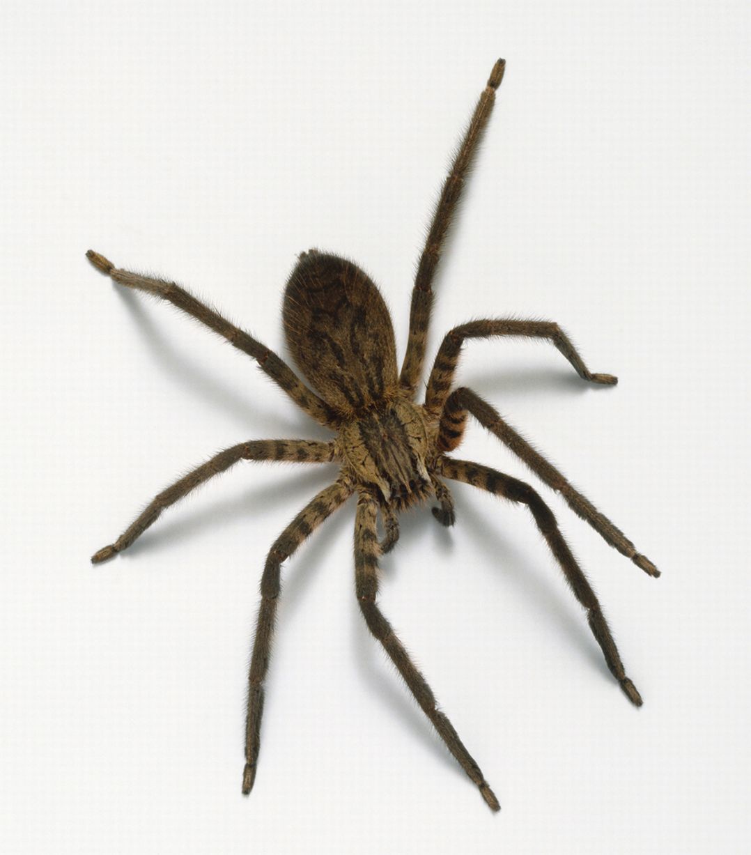 House-spider-above-view