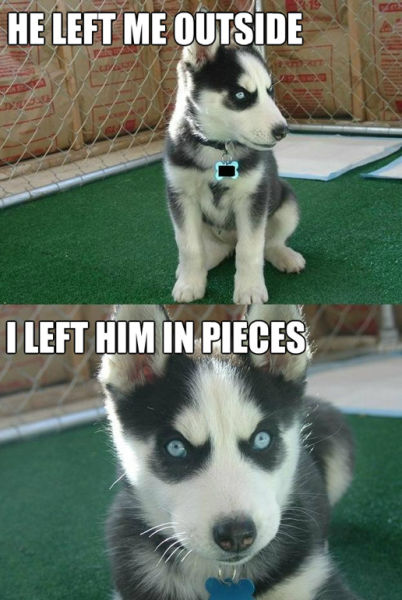 Bilder-Thread the best of the insanity puppy meme 640