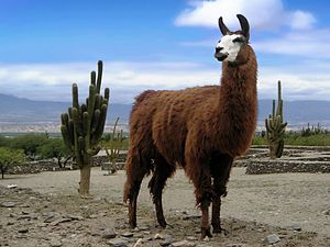 300px-Lama animal