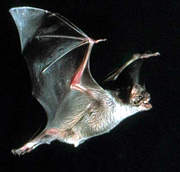 vampirfledermaus01