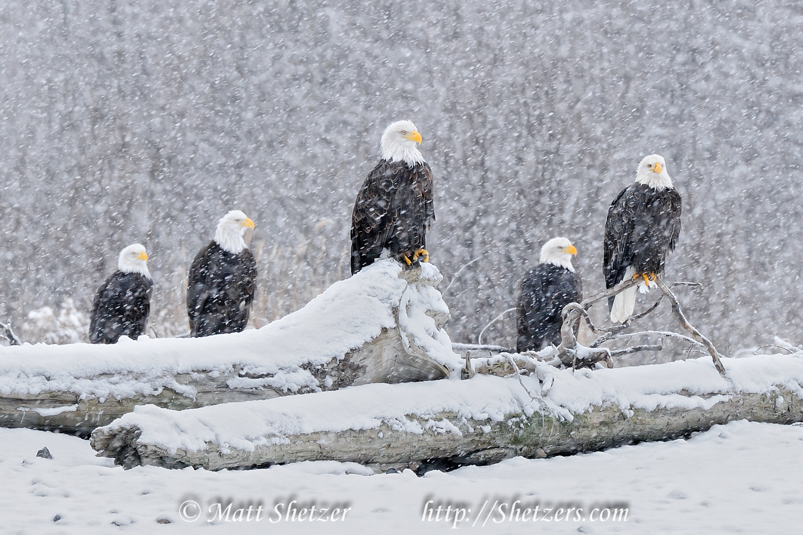 Bilder-Thread Eagles-in-the-Snow-2