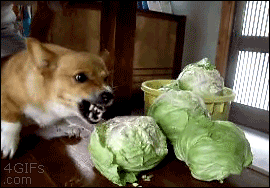 behind-gif-lettuce-dog-8