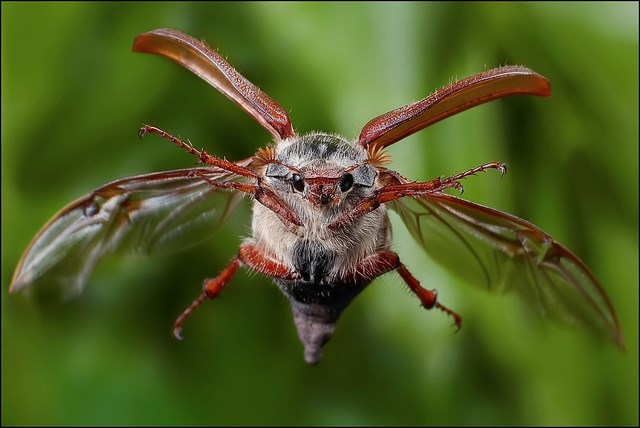 Ein-fliegender-MaikC3A4fer.