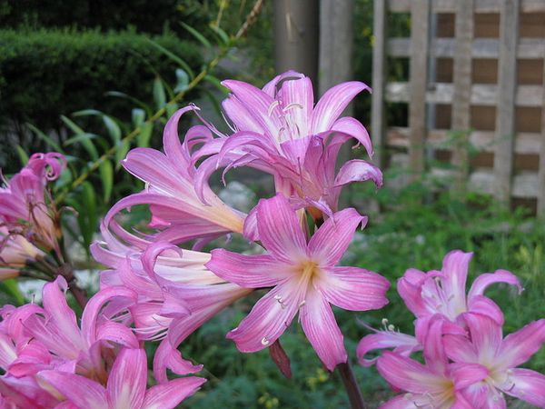 800px-Amaryllis belladonna 03