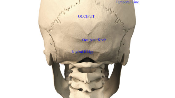 bone-of-back-of-skull-skull-anatomy-term