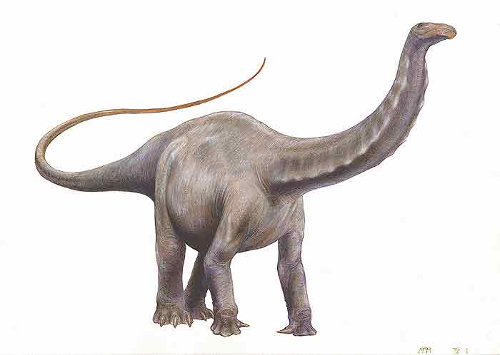 apatosaurus2