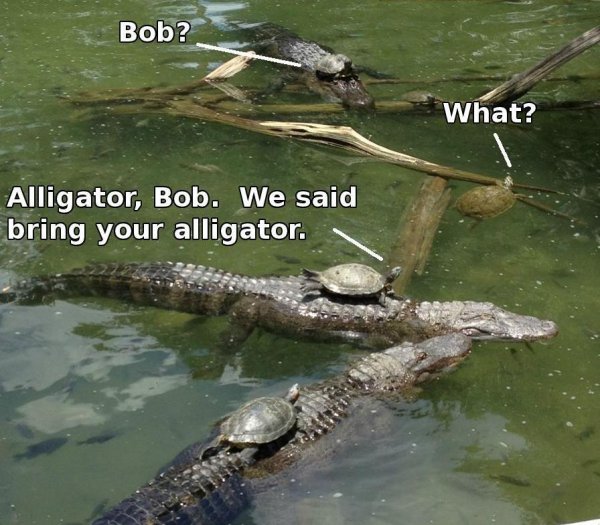 Bilder-Thread bob im sorry i turtley forgot 15723