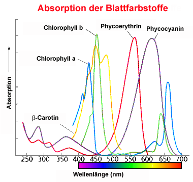 pigment