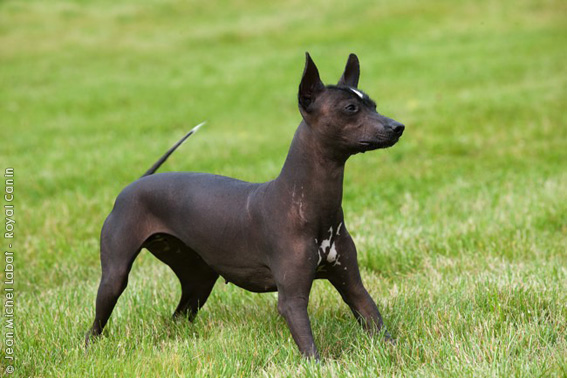 xoloitzcuintle 0029