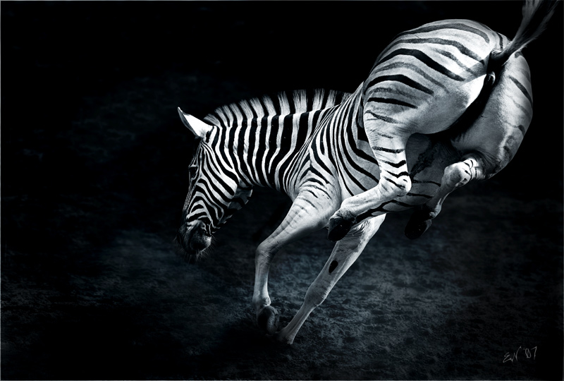 Bilder-Thread Zebra-schwarz-weiss-dann-den-Po-Ecke-Sch