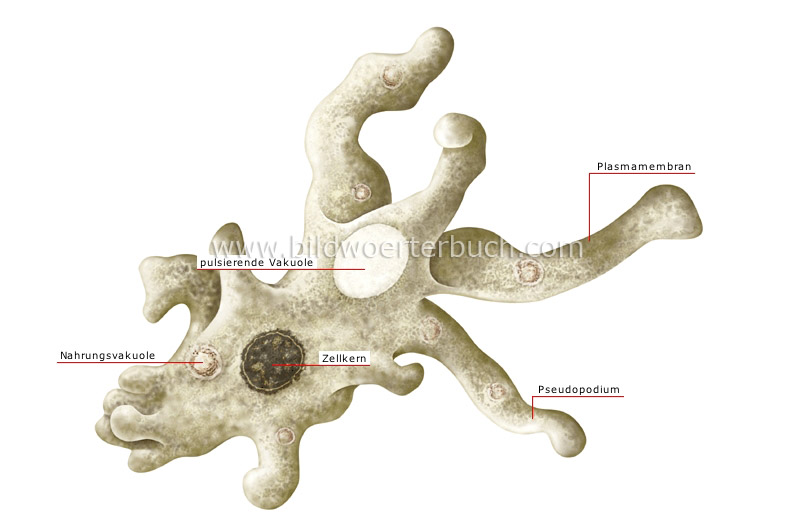 amoebe-285760