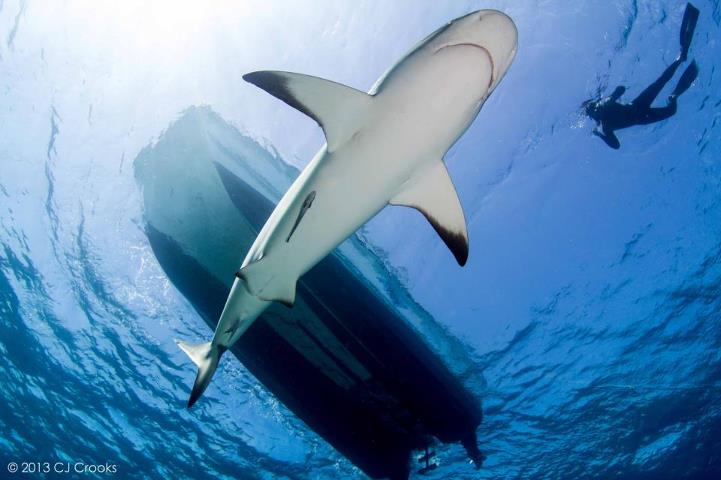 Bilder-Thread shark-bottom