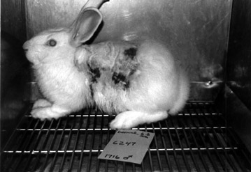 animal-testing