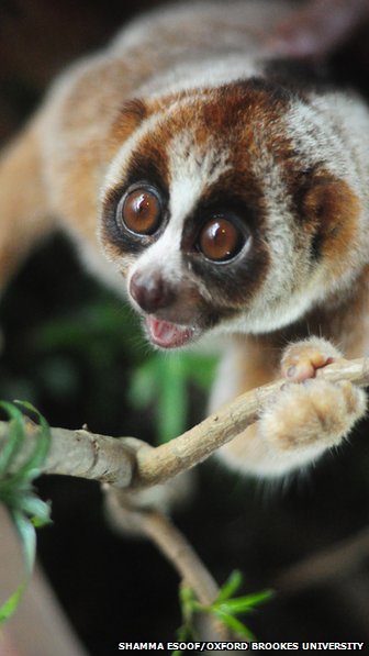  64736436 loris2fullsize