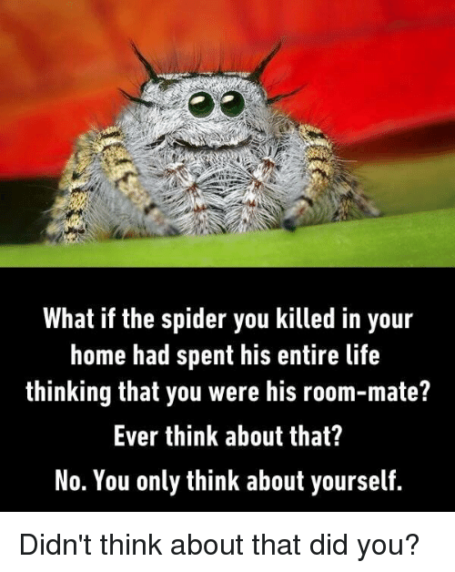 what if the spider you killed in your ho