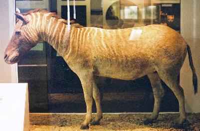 Quagga-london