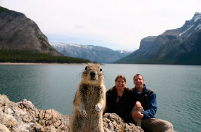 Bilder-Thread squirrel photo bomb