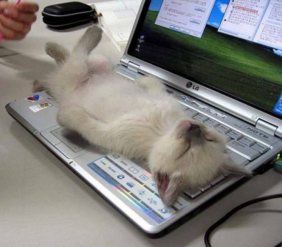 Bilder-Thread crazy-and-funny-animals01