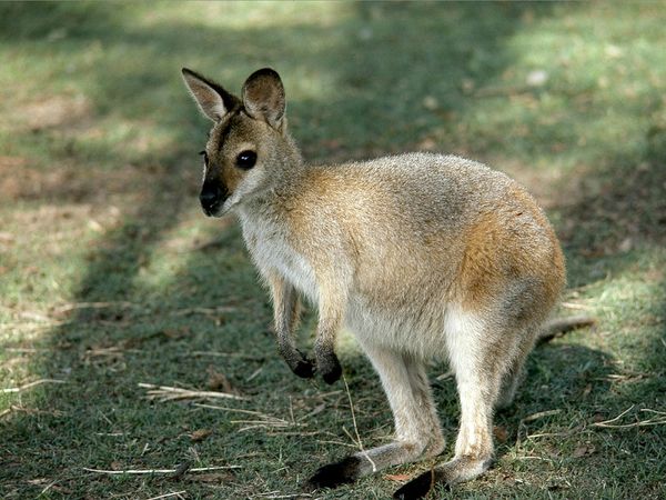 wallaby 746 600x450