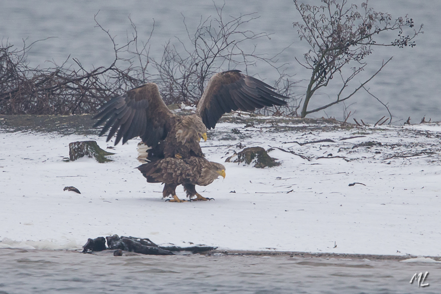 Bilder-Thread seeadler-paarung-4