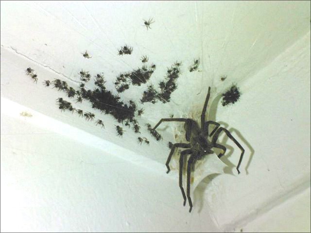 hugespider