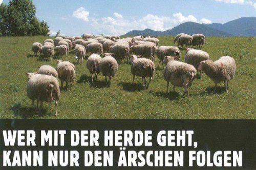 herde arsch