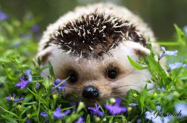 SüßEr Igel - Rezepte Suchen