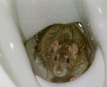 Bilder-Thread rat rattenbio klo g