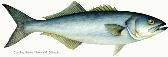 CN Bluefish 560