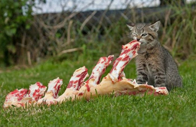Bilder-Thread Daily252520Morning252520Picdump252520No.
