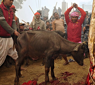 tieropfer-nepal