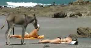 1279099815 donkey erection at the beach.