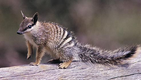 numbat