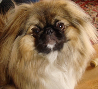 Pekinese