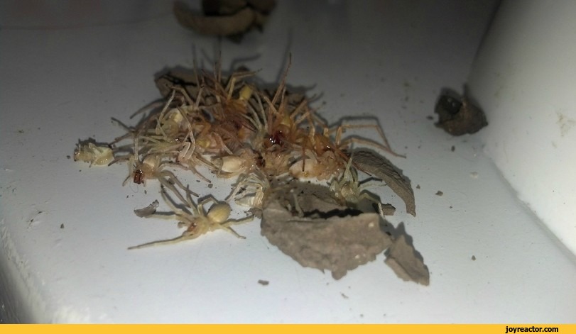 Bilder-Thread spider-wasp-more-in-comments-882807.jpeg
