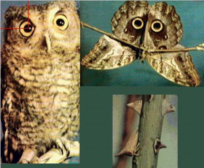 owl butterfly e1288206293717