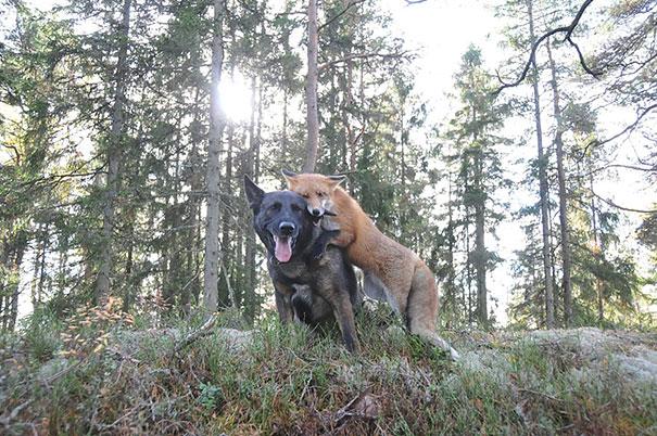 Bilder-Thread unusual-animal-friendship-1-4
