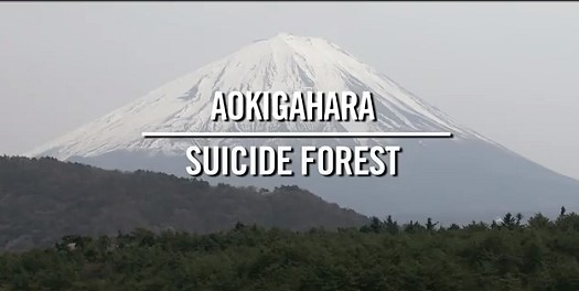 Bilder-Thread aokigahara 1