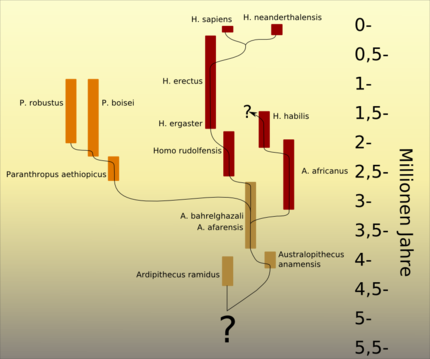 430px-Stammbaum der Entwicklung des Mens