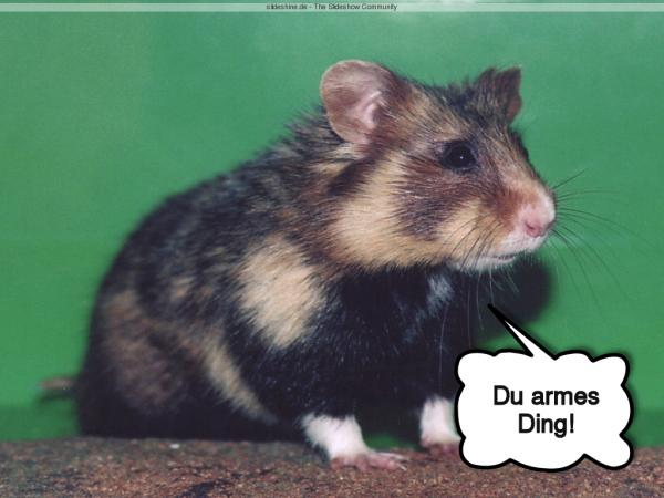 9154-Hamster vertieft Du armes Ding