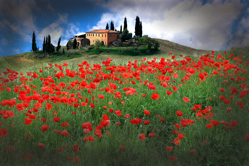 Bilder-Thread toscana-mohn.2