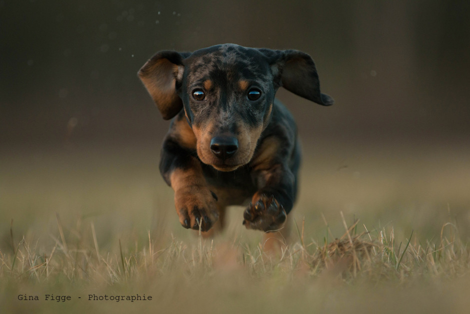 Die schönsten Tiere/Tierbilder der Welt tiere-hund-tierfotografie-hunde-hundefot