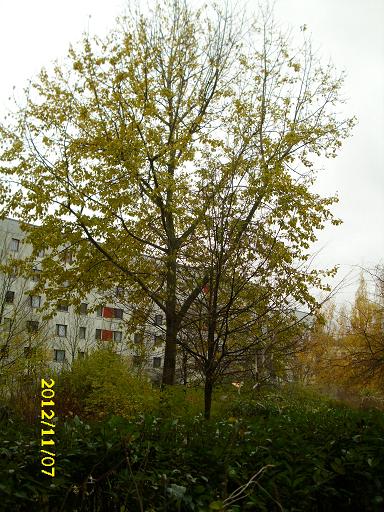 24abf8 Herbst im Kienbergviertel 001 - K