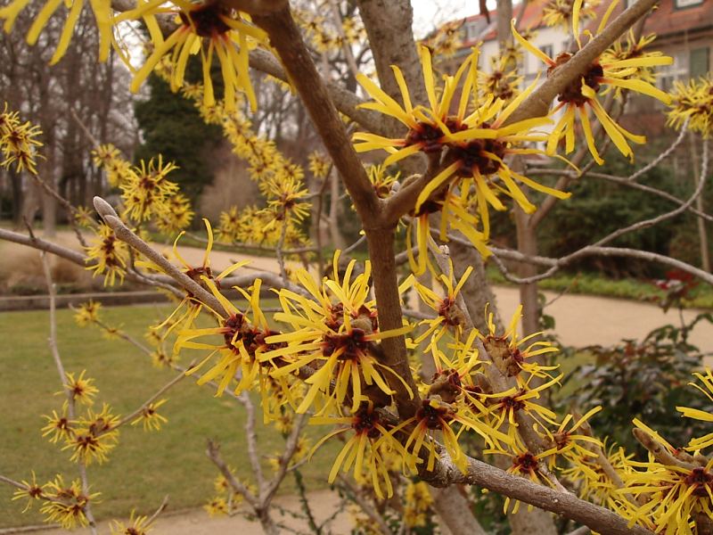 Hamamelis Flower