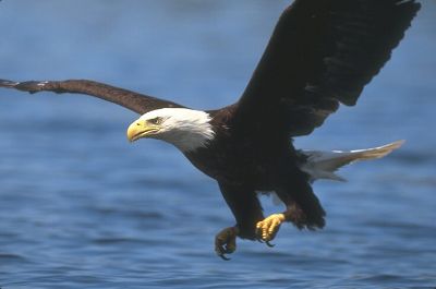 seeadler