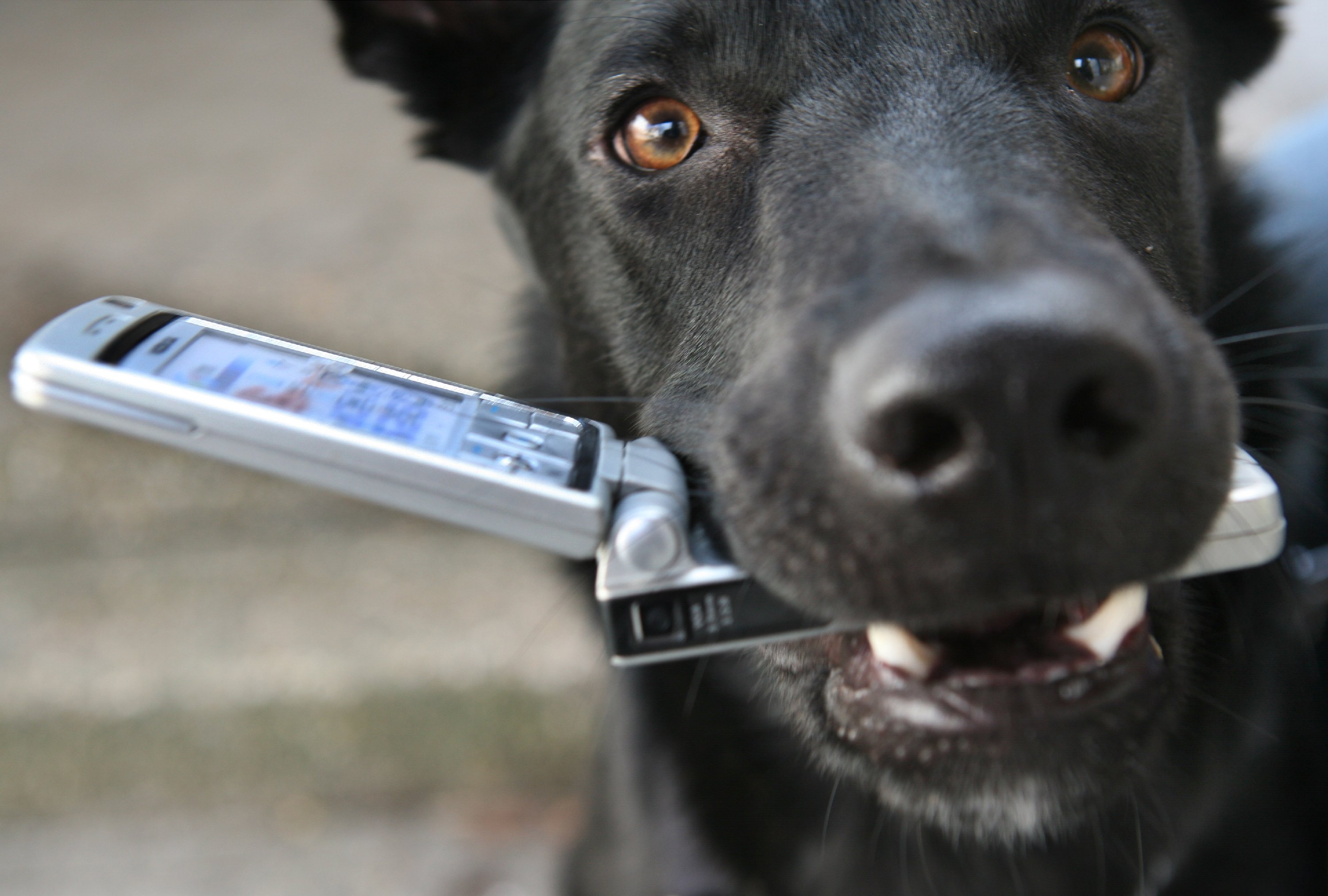 Bilder-Thread FUE-Hund2