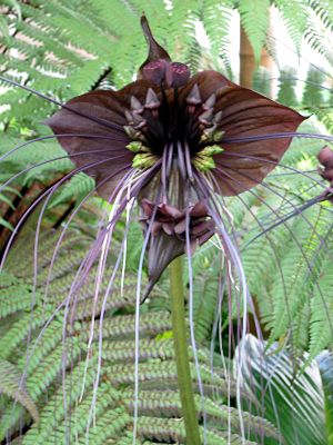 300px-Tacca chantrieri1